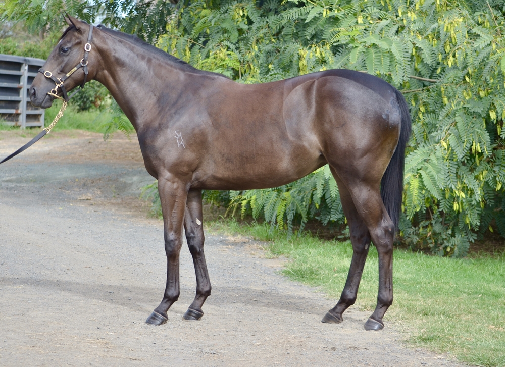 Artorius (AUS) / Hamilton Hill (AUS) 2024 Filly - Image 1