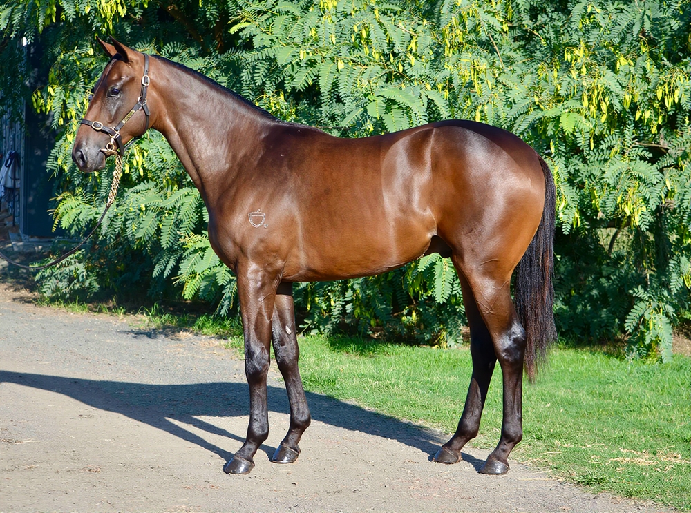 Invader (AUS) / Locust (NZ) 2024 Colt - Image 1
