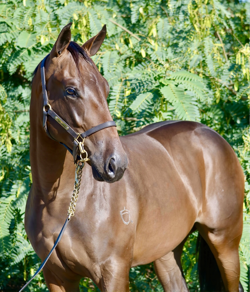 Invader (AUS) / Locust (NZ) 2024 Colt - Image 2
