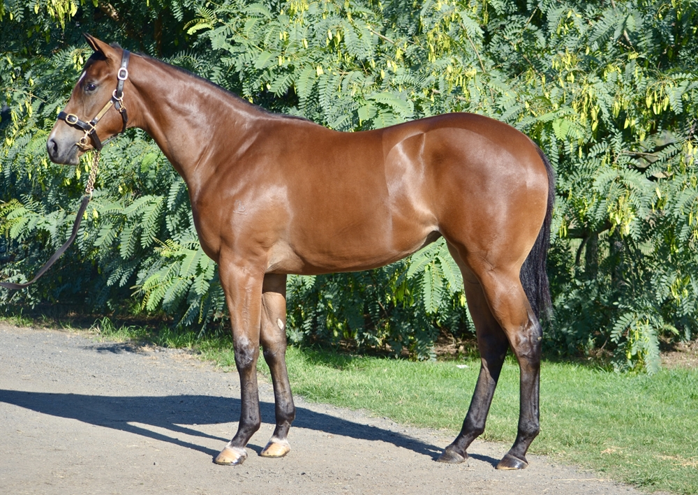 Better Than Ready (AUS) / Miss Connie (GB) 2024 Filly - Image 1
