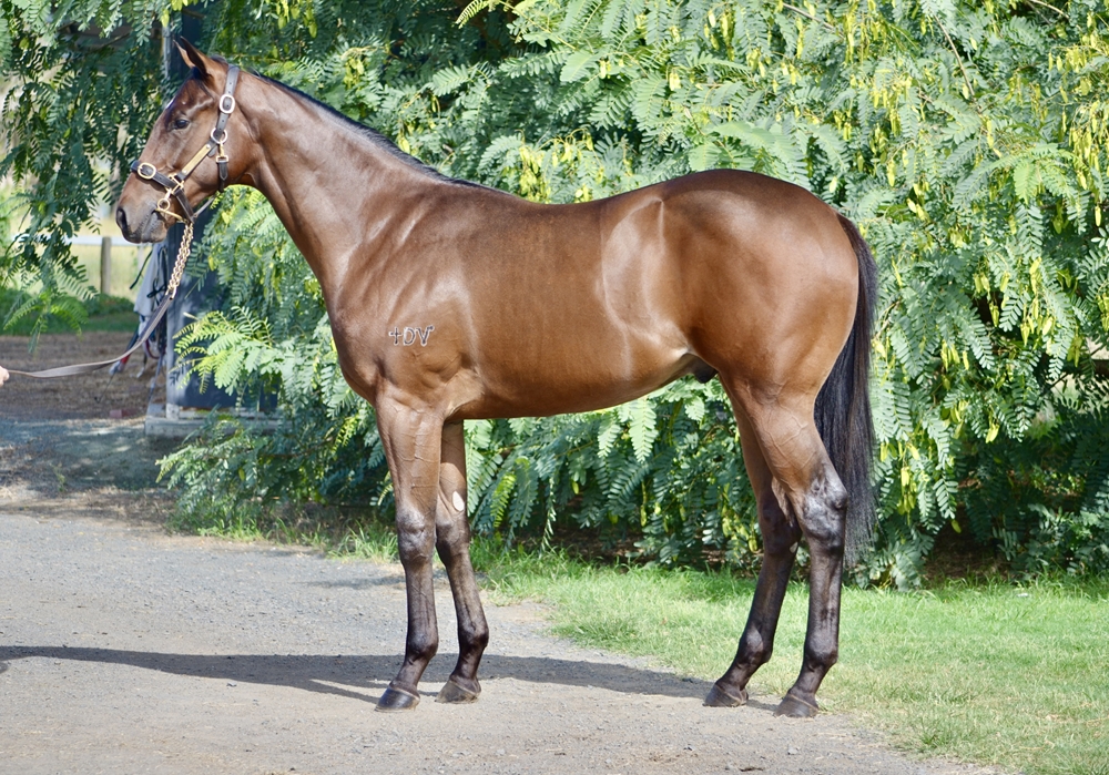 Pinatubo (IRE) / Paris Match (AUS) 2024 Colt - Image 1