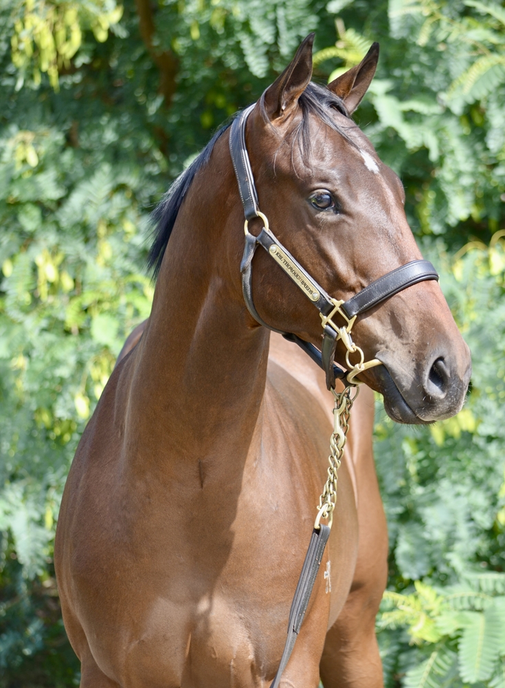 Pinatubo (IRE) / Paris Match (AUS) 2024 Colt - Image 2