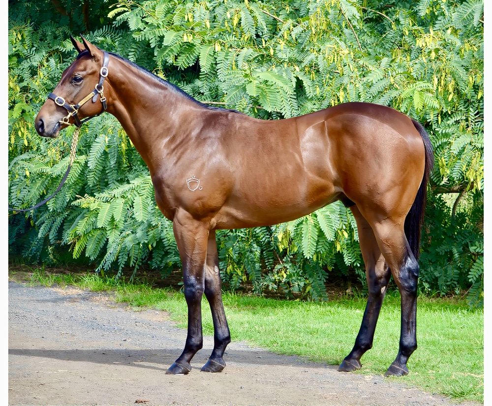 Jonker (AUS) / Rudyard Miss (AUS) 2024 Colt - Image 1
