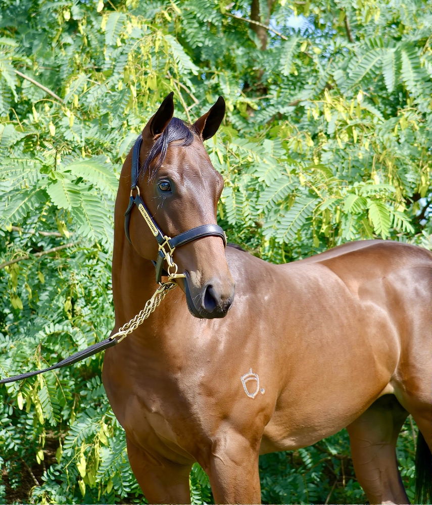 Jonker (AUS) / Rudyard Miss (AUS) 2024 Colt - Image 2