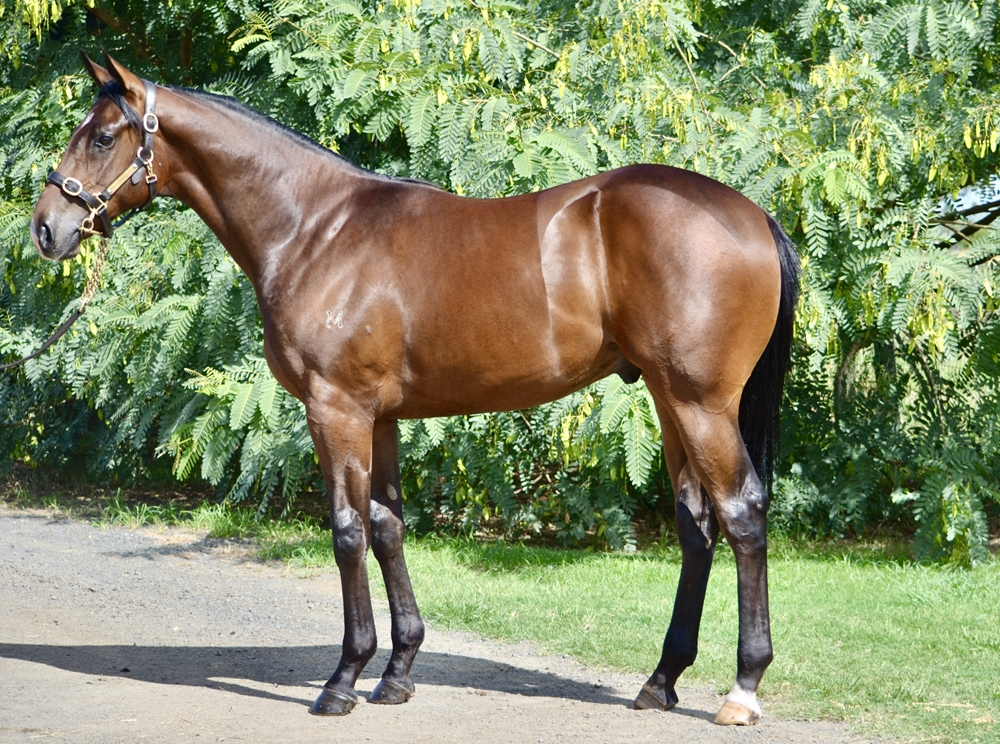 Spirit of Boom (AUS) / Sold for Song (AUS) 2024 Colt - Image 1