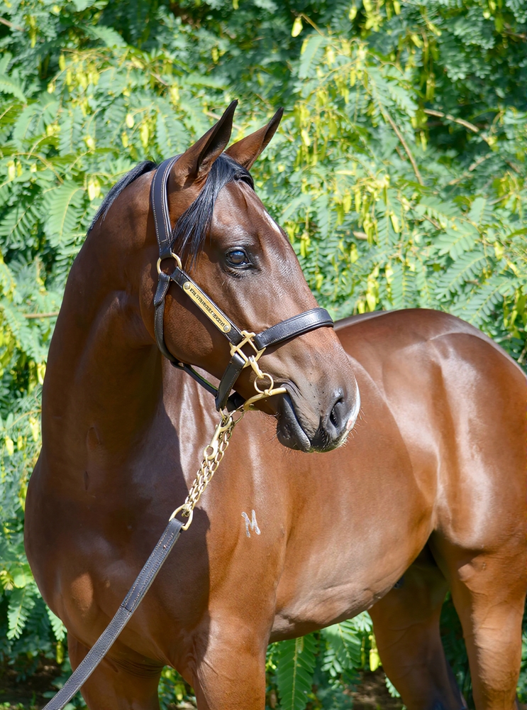 Spirit of Boom (AUS) / Sold for Song (AUS) 2024 Colt - Image 2