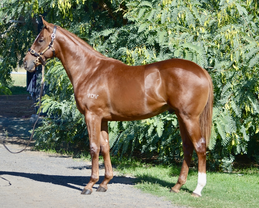 Pinatubo (IRE) / Sweet Elsa (AUS) 2024 Colt - Image 1