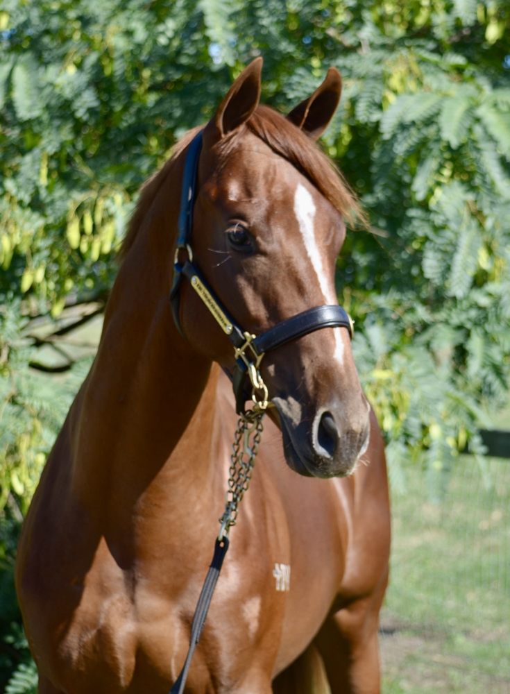 Pinatubo (IRE) / Sweet Elsa (AUS) 2024 Colt - Image 2