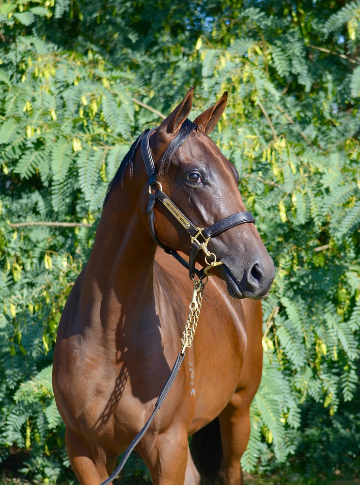 Star Turn (AUS) / Taqaseem (AUS) 2024 Filly - Image 2