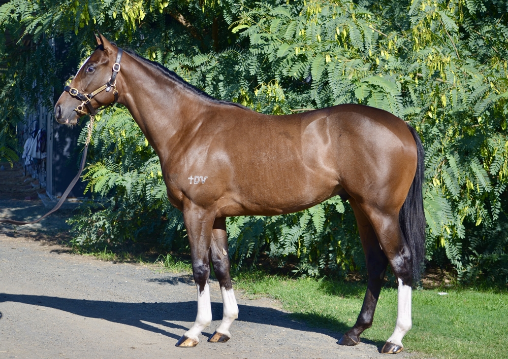 Top Ranked (IRE) / Tricky Mix (AUS) 2024 Colt - Image 1