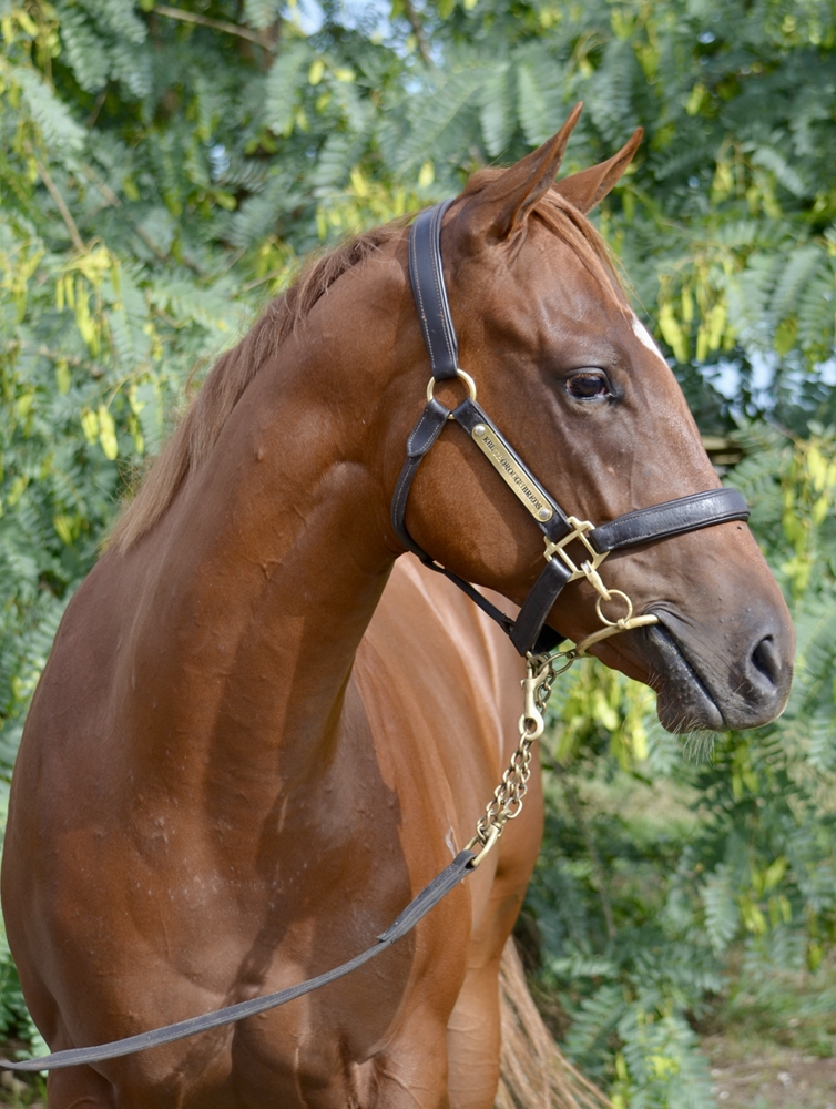 Stronger (AUS) / Licorice Stick (AUS) 2024 Filly - Image 2