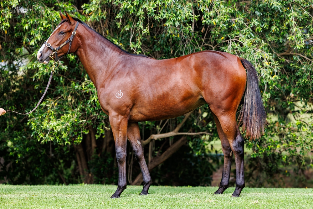 In the Congo (AUS) / Childhood Star (AUS) 2024 Filly - Image 1