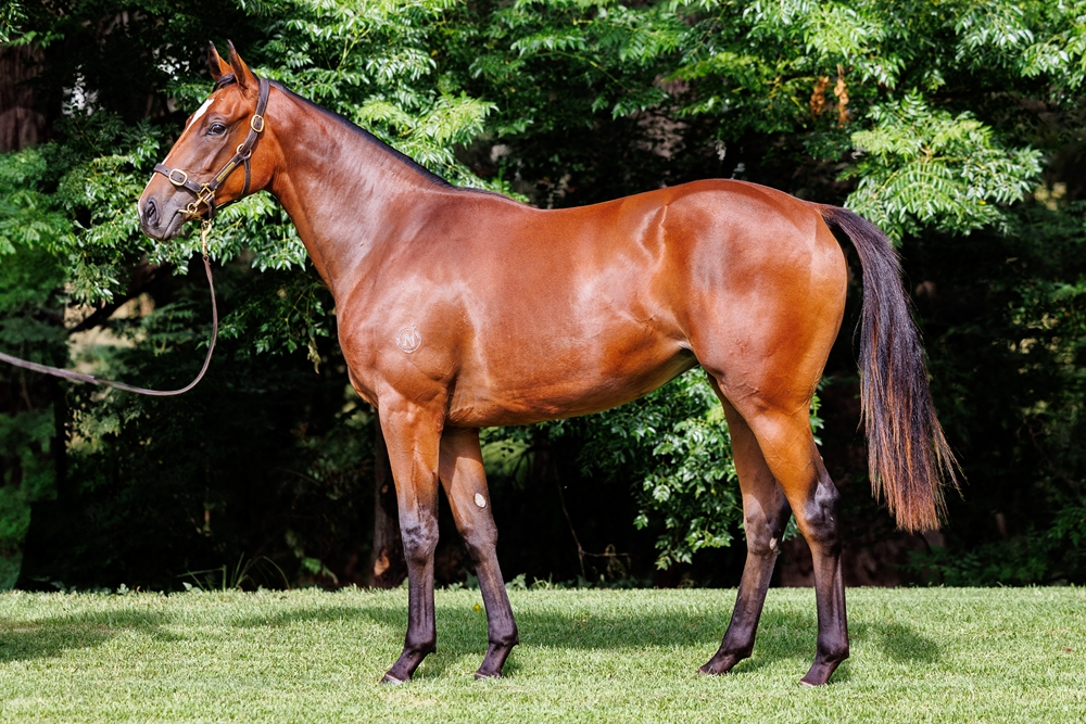 Pierata (AUS) / Fireflies (AUS) 2024 Filly - Image 1