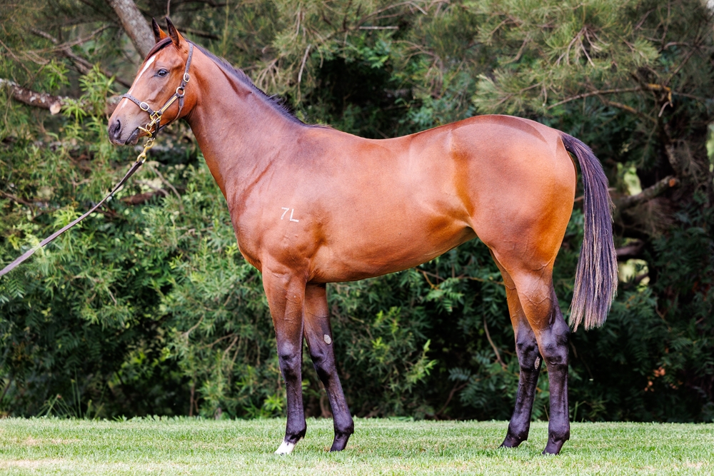 Hellbent (AUS) / Madame von Teese (AUS) 2024 Filly - Image 1