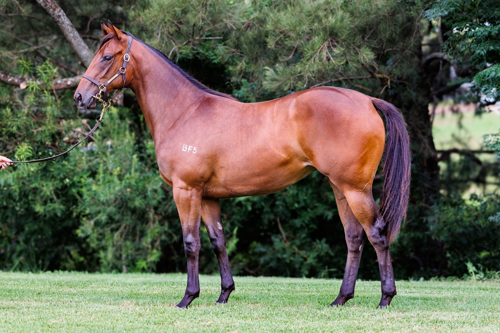 Brave Smash (JPN) / Natural Dancer (AUS) 2024 Filly - Image 1