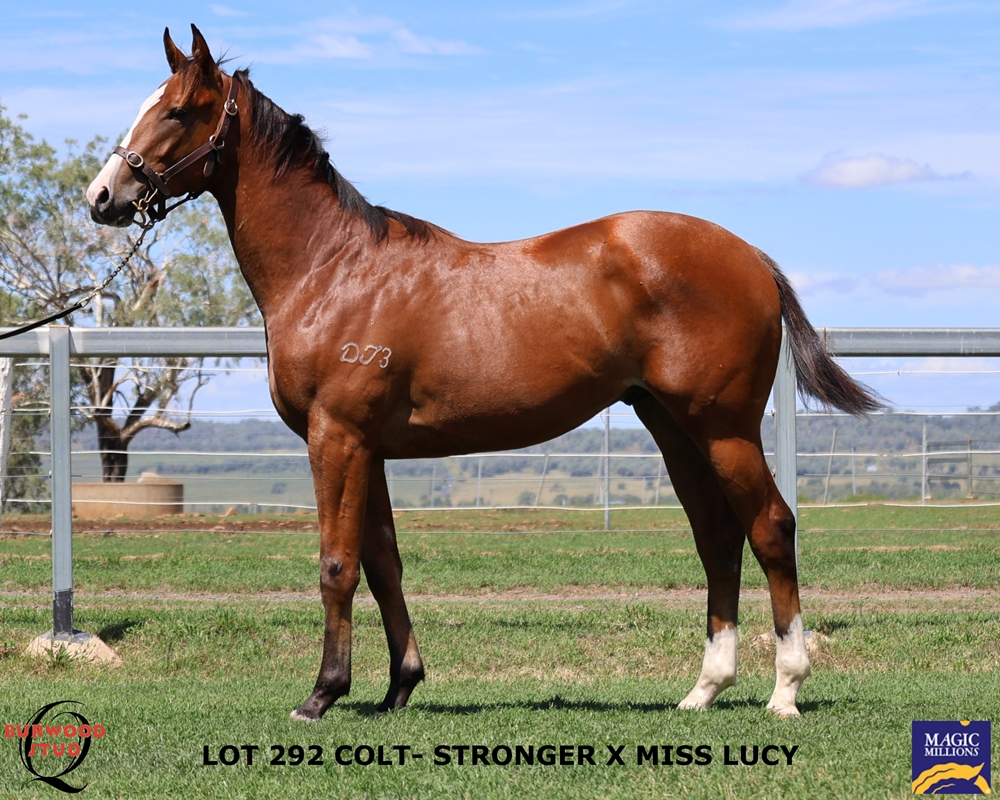 Stronger (AUS) / Miss Lucy (AUS) 2024 Colt - Image 1