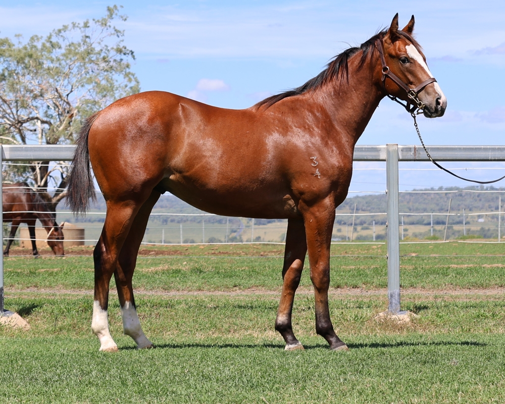 Stronger (AUS) / Miss Lucy (AUS) 2024 Colt - Image 2