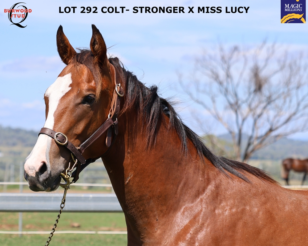 Stronger (AUS) / Miss Lucy (AUS) 2024 Colt - Image 3