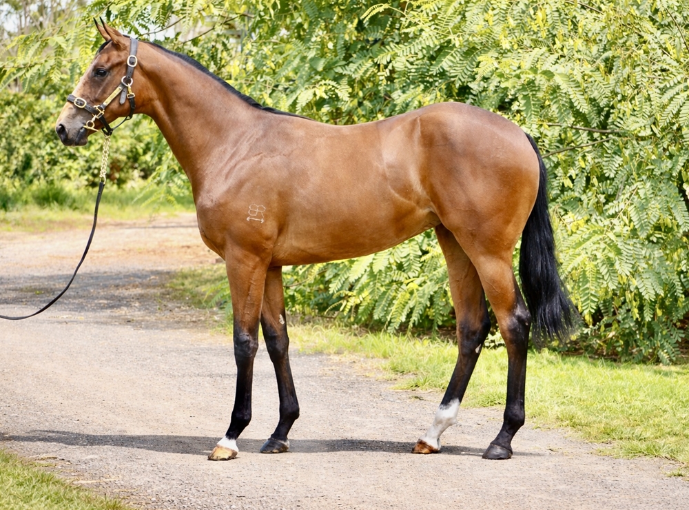 Spirit of Boom (AUS) / Marluccio (AUS) 2024 Filly - Image 1
