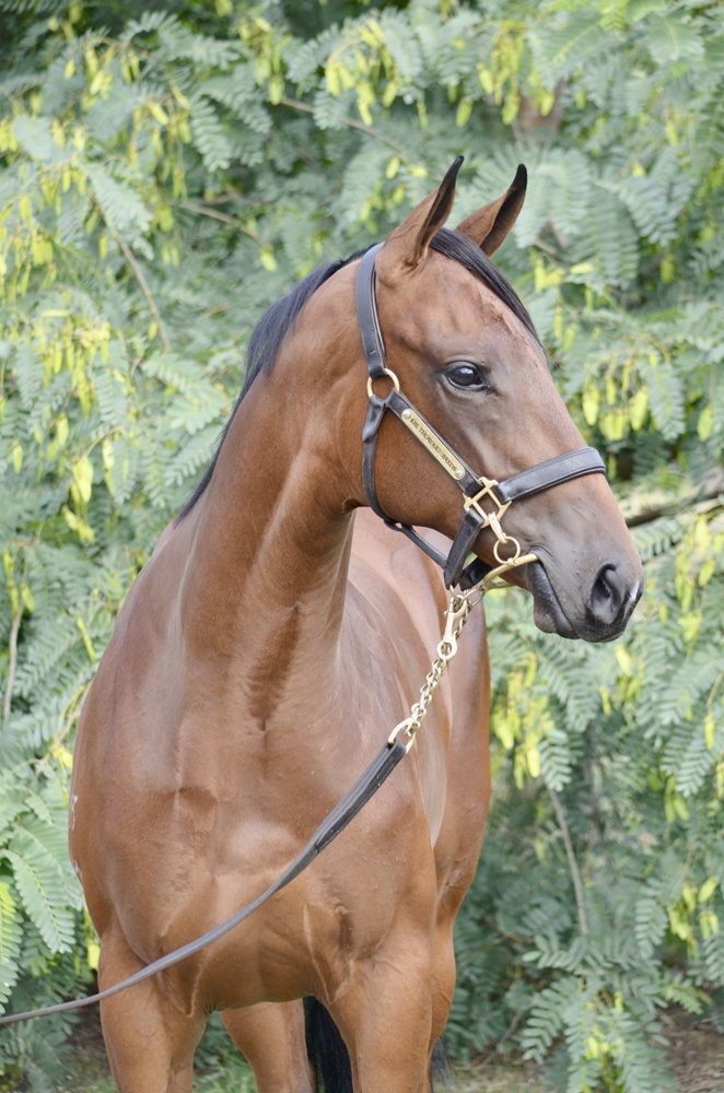 Spirit of Boom (AUS) / Marluccio (AUS) 2024 Filly - Image 2