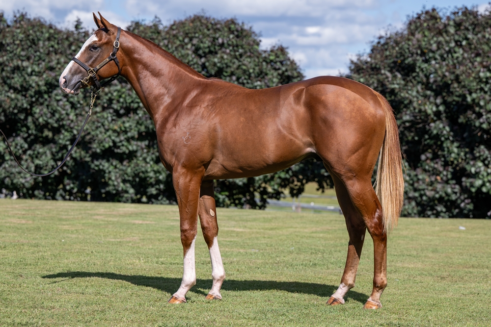 In the Congo (AUS) / Written Verse (AUS) 2024 Colt - Image 1