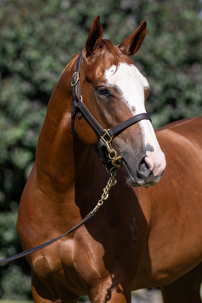 In the Congo (AUS) / Written Verse (AUS) 2024 Colt - Image 2