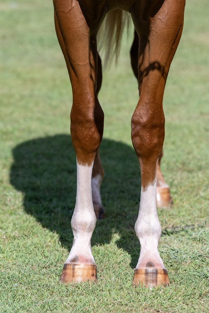 In the Congo (AUS) / Written Verse (AUS) 2024 Colt - Image 3