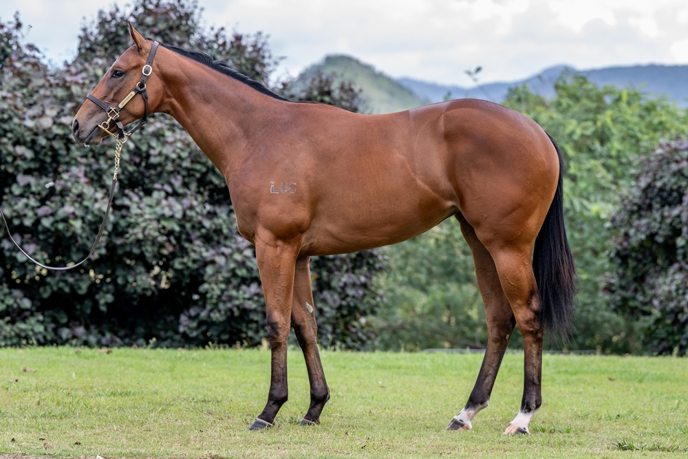 Stronger (AUS) / Zekeza (AUS) 2024 Filly - Image 1