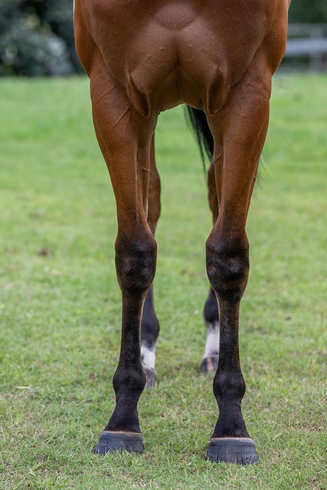Stronger (AUS) / Zekeza (AUS) 2024 Filly - Image 3