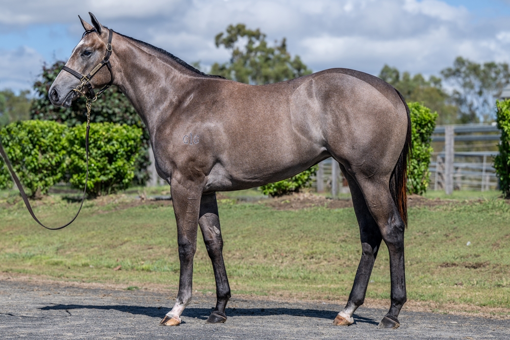 Jacquinot (AUS) / Alice Island (AUS) 2024 Filly - Image 1