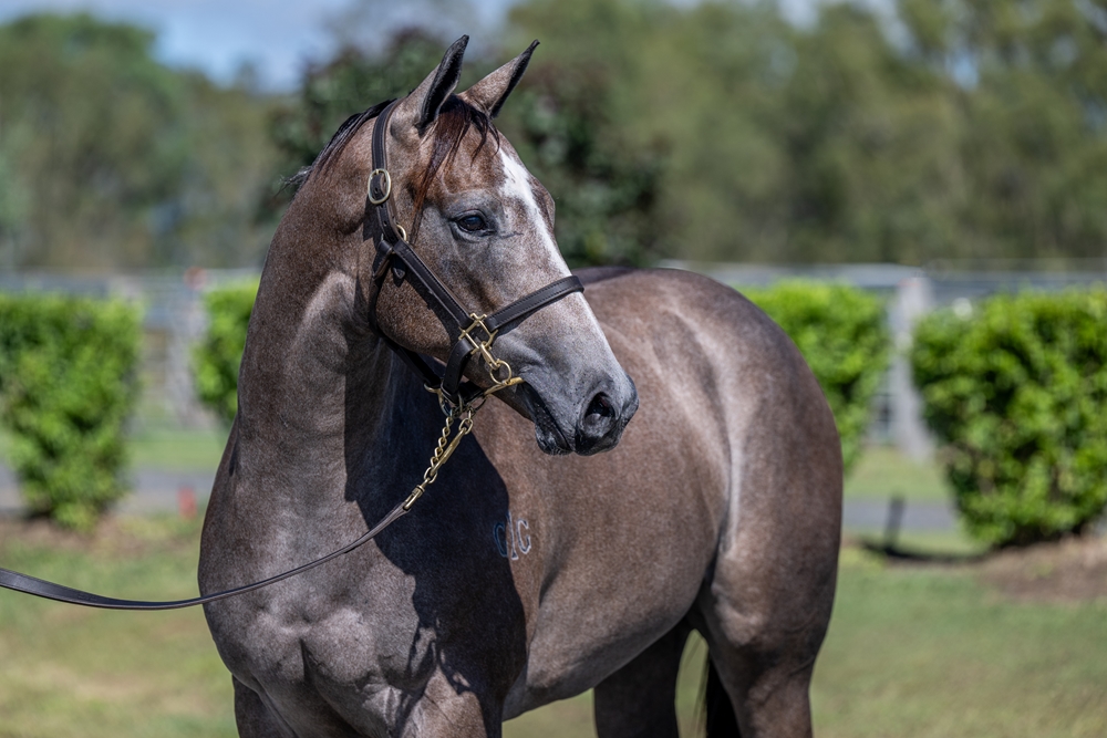 Jacquinot (AUS) / Alice Island (AUS) 2024 Filly - Image 2