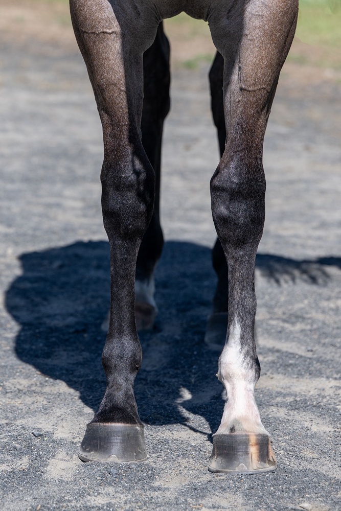 Jacquinot (AUS) / Alice Island (AUS) 2024 Filly - Image 3