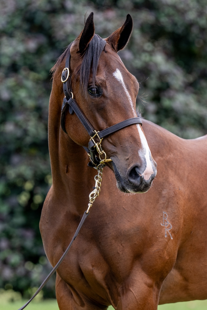 Yes Yes Yes (AUS) / Always in Moment (AUS) 2024 Filly - Image 2