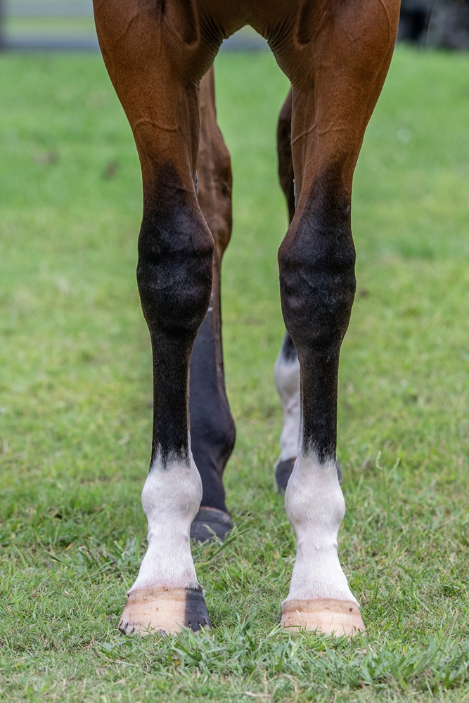 Yes Yes Yes (AUS) / Always in Moment (AUS) 2024 Filly - Image 3