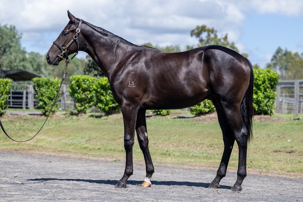 Barbaric (AUS) / Atlantic Seas (AUS) 2024 Colt - Image 1