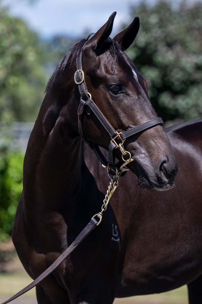 Barbaric (AUS) / Atlantic Seas (AUS) 2024 Colt - Image 2