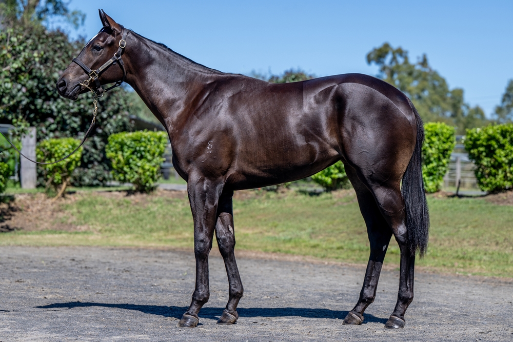 Better Than Ready (AUS) / Childhood Secret (NZ) 2024 Filly - Image 1