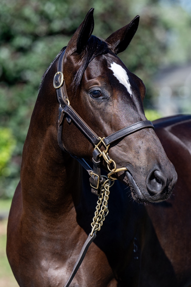 Better Than Ready (AUS) / Childhood Secret (NZ) 2024 Filly - Image 2