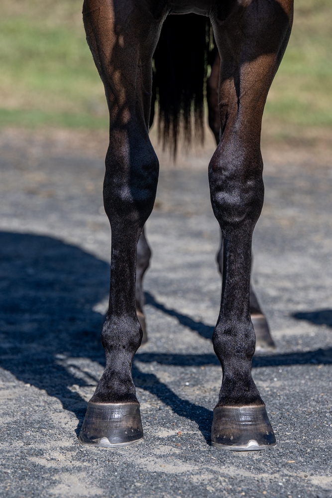 Better Than Ready (AUS) / Childhood Secret (NZ) 2024 Filly - Image 3