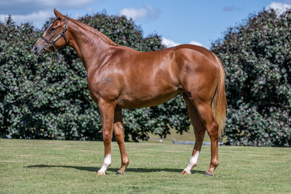 Stronger (AUS) / Corsini (AUS) 2024 Filly - Image 1