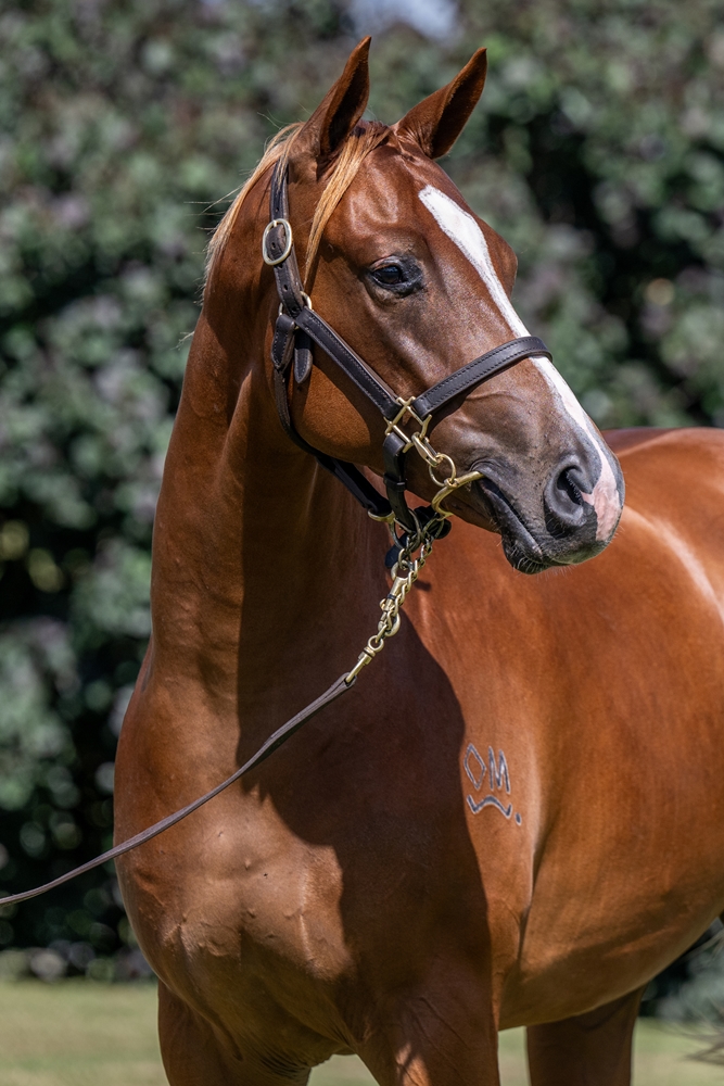 Stronger (AUS) / Corsini (AUS) 2024 Filly - Image 2