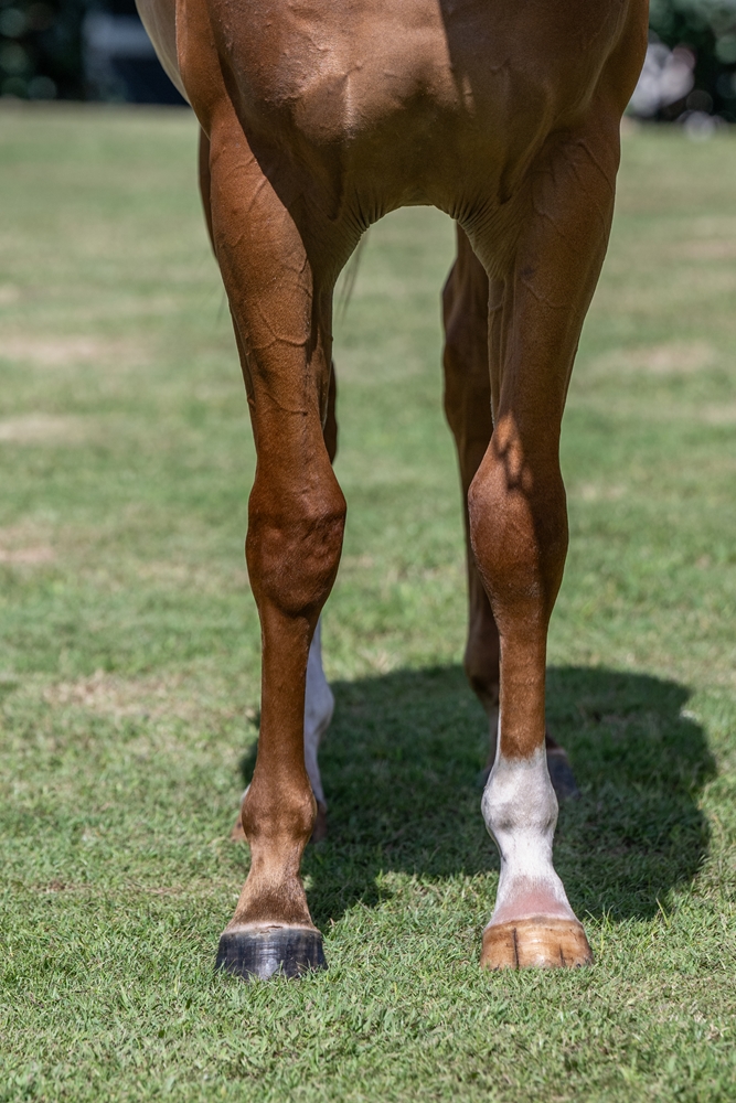 Stronger (AUS) / Corsini (AUS) 2024 Filly - Image 3