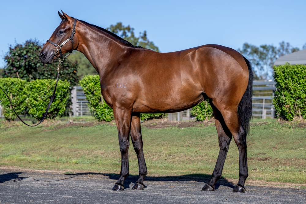 Jonker (AUS) / Count the Dots (NZ) 2024 Filly - Image 1