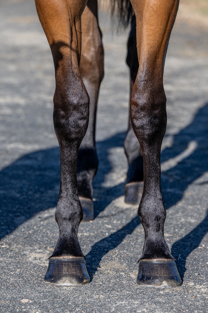 Jonker (AUS) / Count the Dots (NZ) 2024 Filly - Image 3