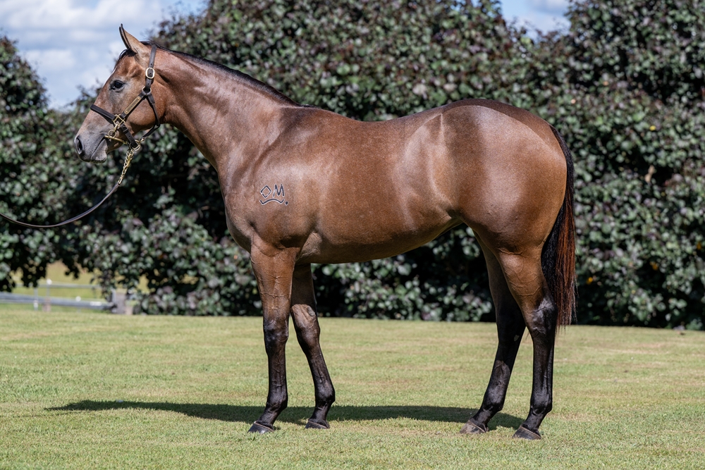 Zousain (AUS) / Ela Beach (AUS) 2024 Filly - Image 1