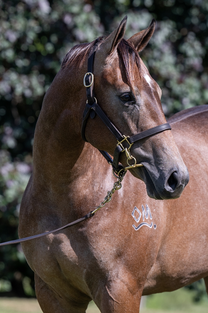 Zousain (AUS) / Ela Beach (AUS) 2024 Filly - Image 2