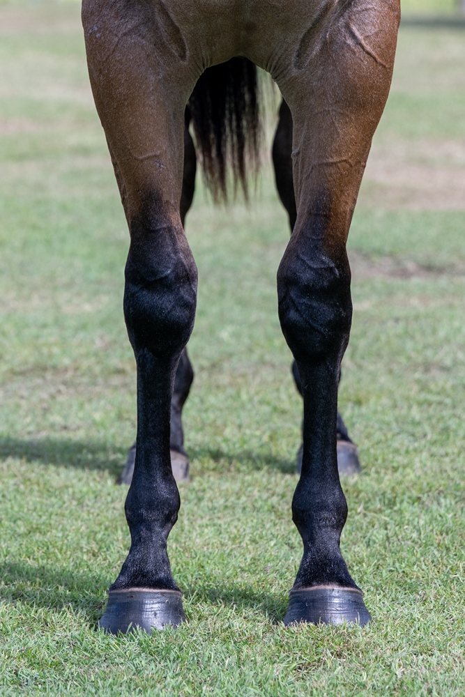 Zousain (AUS) / Ela Beach (AUS) 2024 Filly - Image 3