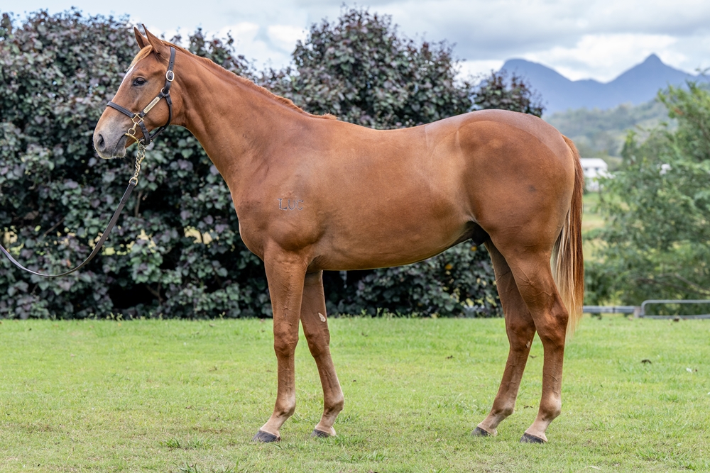 Admire Mars (JPN) / Gold Arrow (AUS) 2024 Colt - Image 1