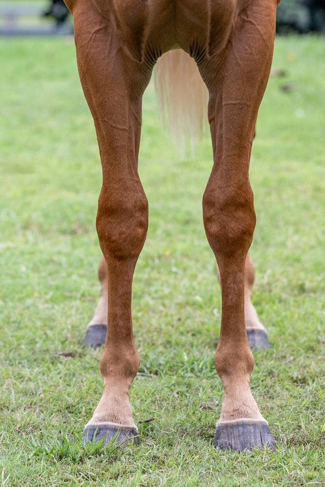 Admire Mars (JPN) / Gold Arrow (AUS) 2024 Colt - Image 3