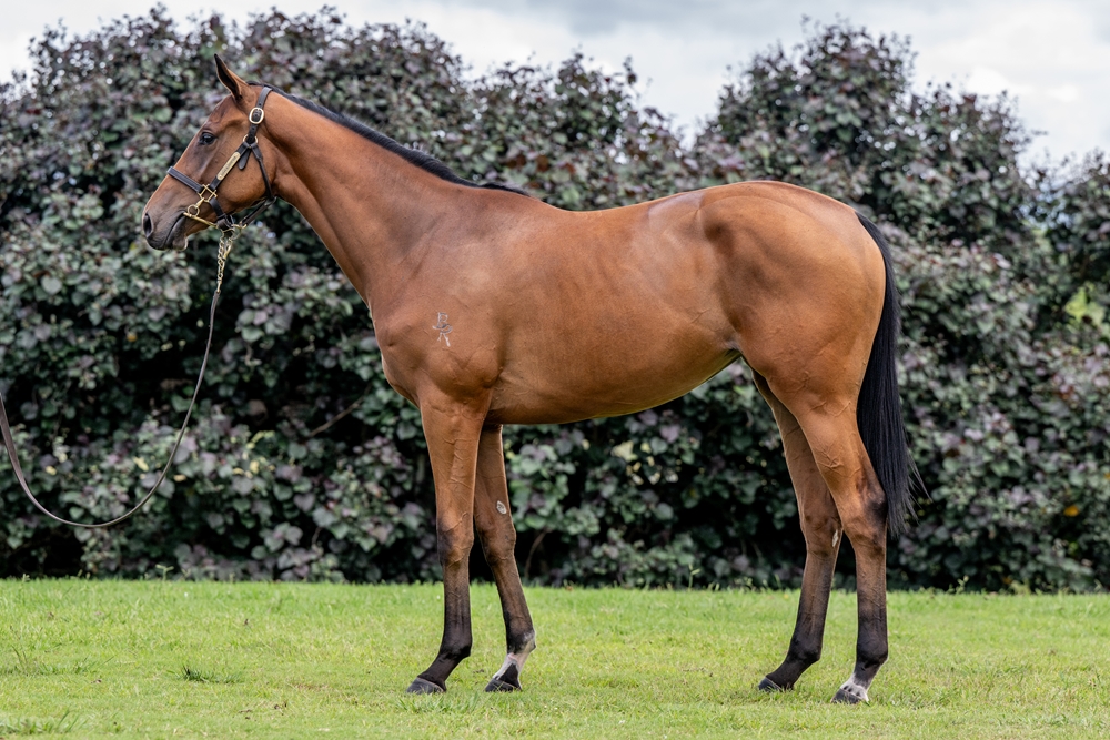 Jacquinot (AUS) / Jokester (AUS) 2024 Filly - Image 1